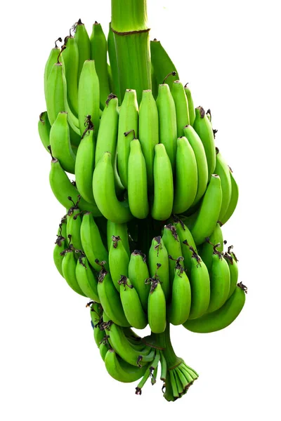 PLATANO VERDE X ARROBA