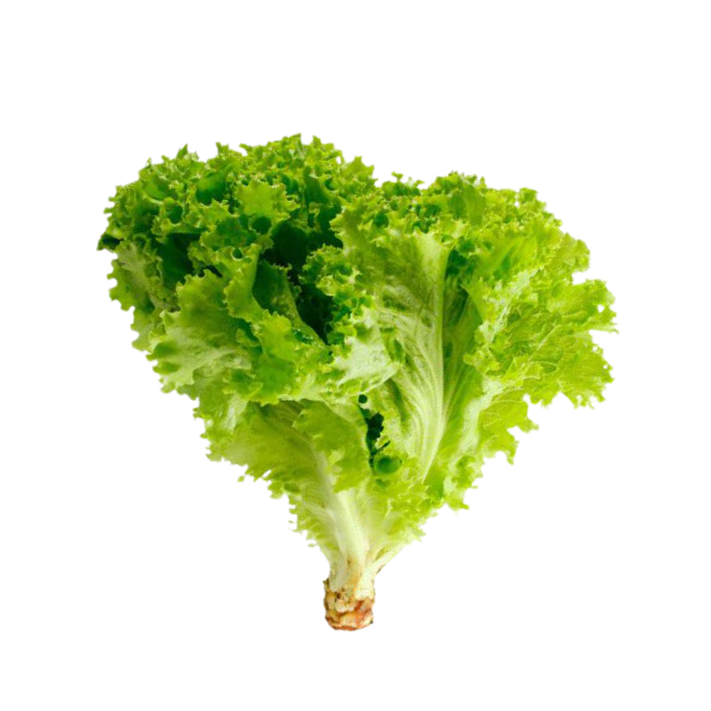 LECHUGA CRESPA X PAQUETE