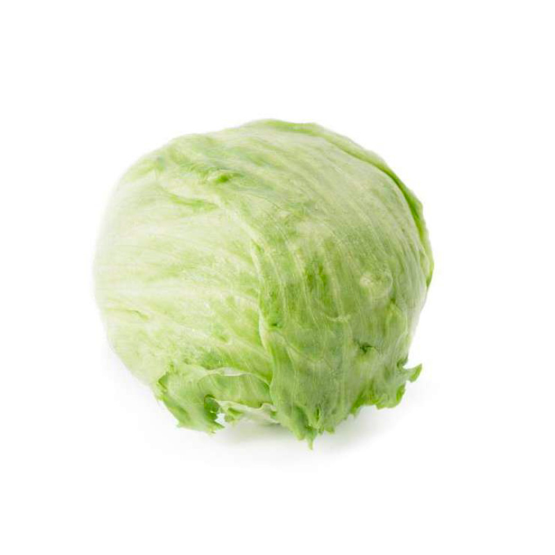 LECHUGA BATAVIA